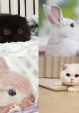 猫さんうさぎさん!?なんで…