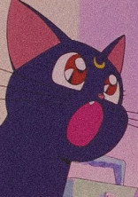 捨て猫