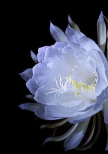 月下の華