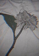 加工写真