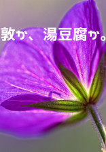 敦か、湯豆腐か。