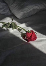___ , Sugar