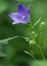 氷の花