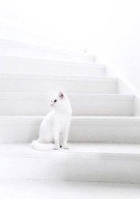 お と も だ ち 探 し 𓂃 🕊 𓈒𓏸◌