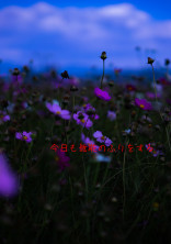 今日も無能のふりをする