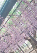 鬼殺隊のお姉さん