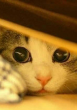 猫との日常