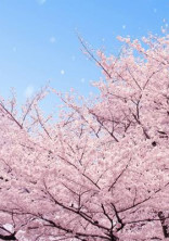 桜が咲く前に