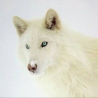 tafuさんのアイコン画像