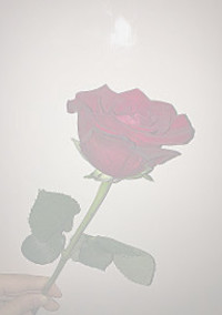 108の薔薇