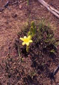 焼 け 野 原 に 咲 い た 5 つ の 綺 麗 な 花 .