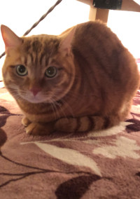 車の上の猫