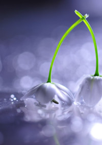 恋をするなら花のように