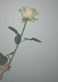 とても深いグリーン