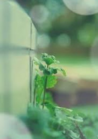 🎋ノート