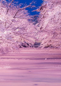 叶桜が舞い散るとき