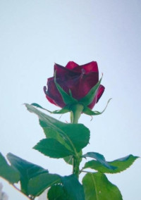 Sexy Zoneの紅一点②