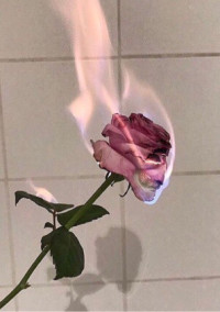 薔薇色の毎日