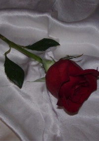 Pink Rose .
