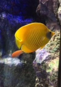 すとぷりセイショリ