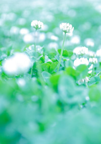 華は枯れるが為に在る
