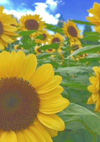 🌻あの夏🌻