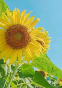 泣き虫なお姫様