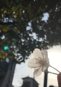 白い桜