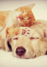 吾輩は犬である