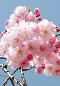 桜が聞いた二人の約束。