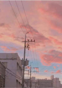 꽃잎(花ビラ)-지민-