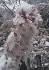 写真集