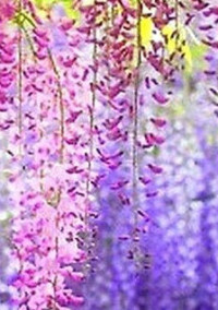 鬼滅の刃 短・中編集