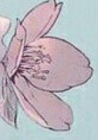 高嶺の華よ、何故にそんなにも寂しそうなのですか?