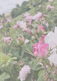 キンプリと紅一点