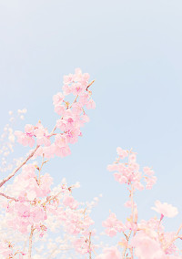 桜の木の下から始まる小さな恋💕🥂