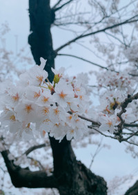 さくら