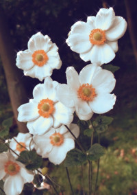 秋明菊。