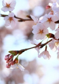 桜色が枯れるとき