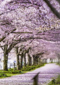 桜が咲く頃には…