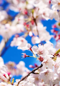 桜の季節に出会った先輩と後輩の私