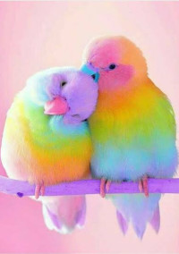 Rainbow Days