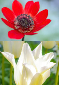 君からの2つの花言葉