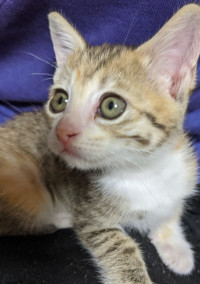 子猫の成長日記(?)