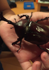 カブは俺達のものだ