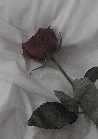 Black rose.