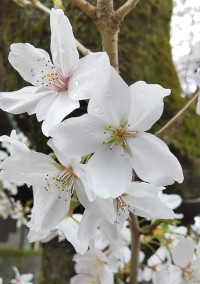 君と桜の木の下で