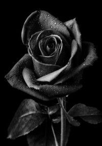 BlackRose