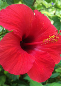 花言葉