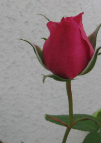 愛は未熟な薔薇の下で